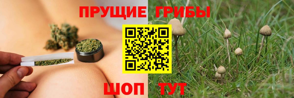 Черногорск  Галлюциногенные грибы Psilocybine cubensis  Вход с VPN  купить наркотики цена  Псилоцибиновые грибы мицелий 